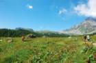 dsc_0246_small.jpg