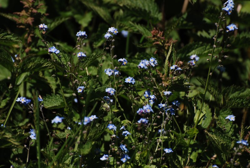 dsc_7342.jpg