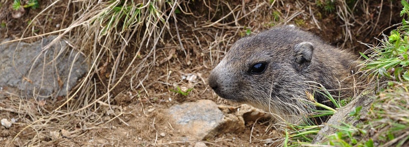 Marmotta
