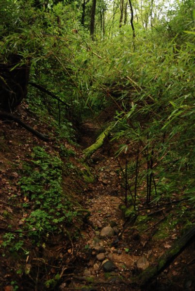 cannetodibamboomonteregioecotrail.jpg