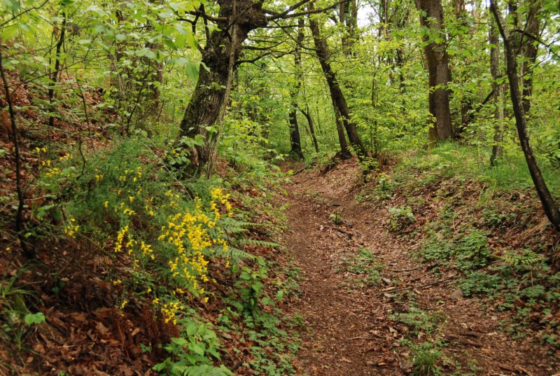 sentierimonteregioecotrail11.jpg