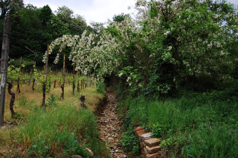 sentierimonteregioecotrail5.jpg