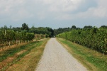 Colline Novaresi