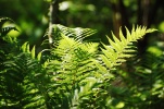 Monteregio Eco Trail