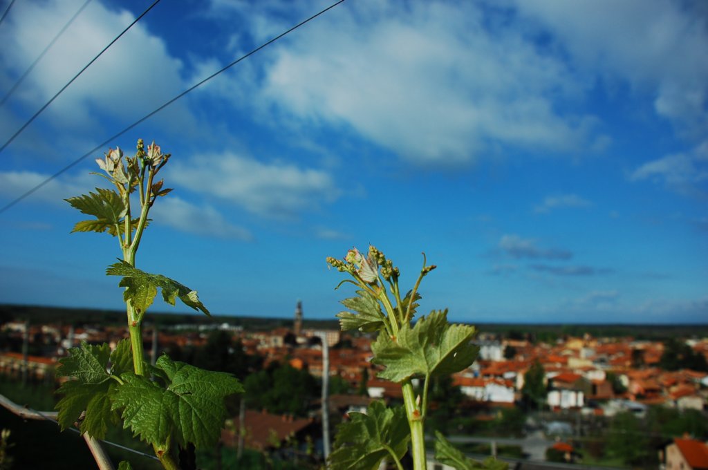 dsc_0307.jpg